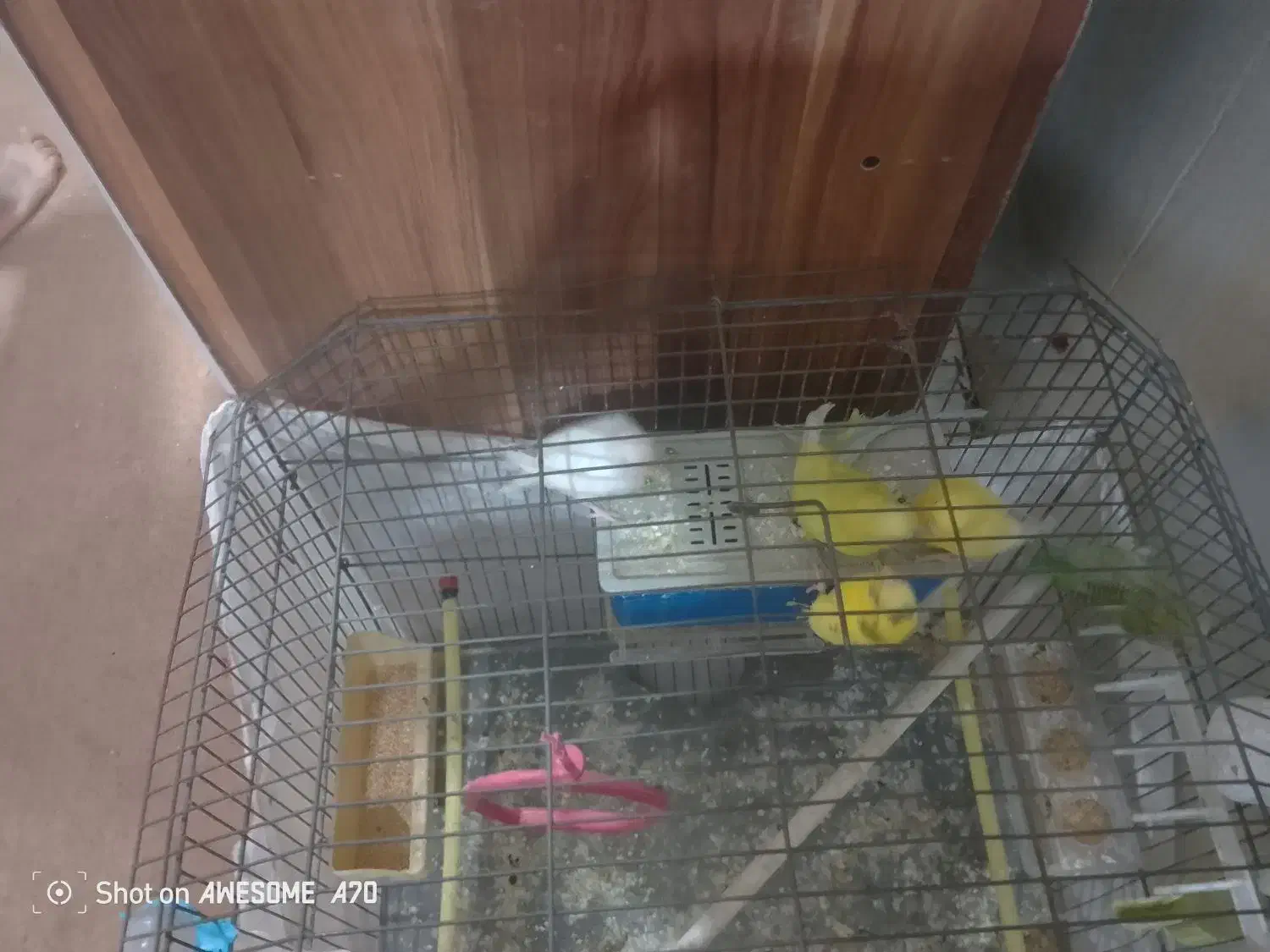 مرغ عشق 3عدد با قفس 600بدون قفس 450|پرنده|مسجد سلیمان, |دیوار