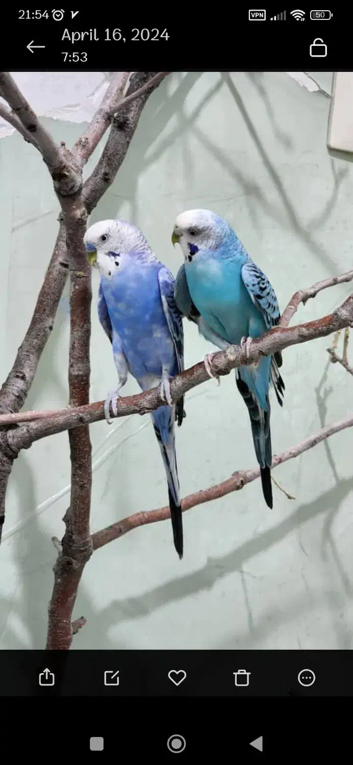 واگذاری مرغ عشق|حیوانات|سنندج, |دیوار