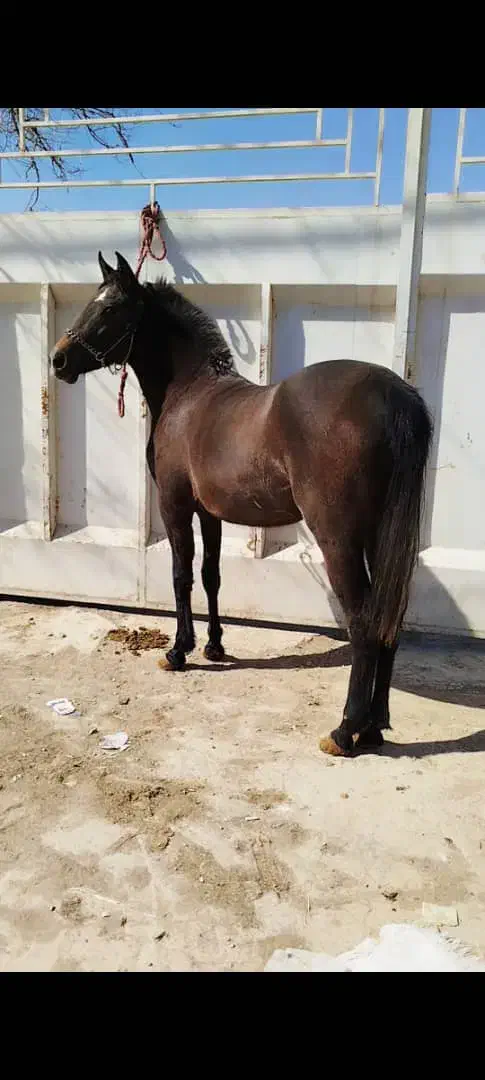 کره مادیان|اسب و تجهیزات اسب‌سواری|فلاورجان, |دیوار