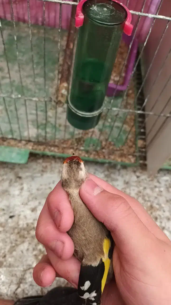 سهره نشاندار عینکی|پرنده|تبریز, |دیوار