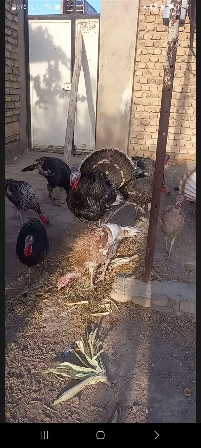 بقلمو جوان|حیوانات مزرعه|دشتابی, |دیوار