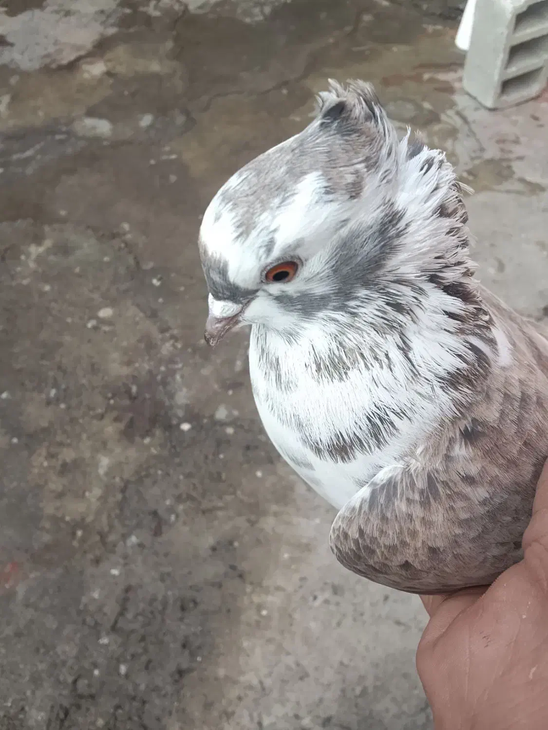 کفتر|پرنده|نقده, |دیوار