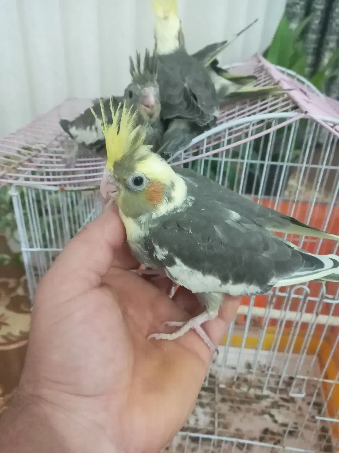 عروس هلندی|پرنده|دابودشت, |دیوار