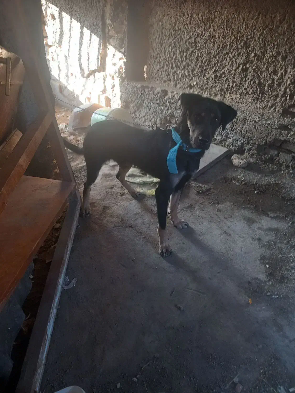 سگ دوبرمن نر|سگ|گرگان, |دیوار