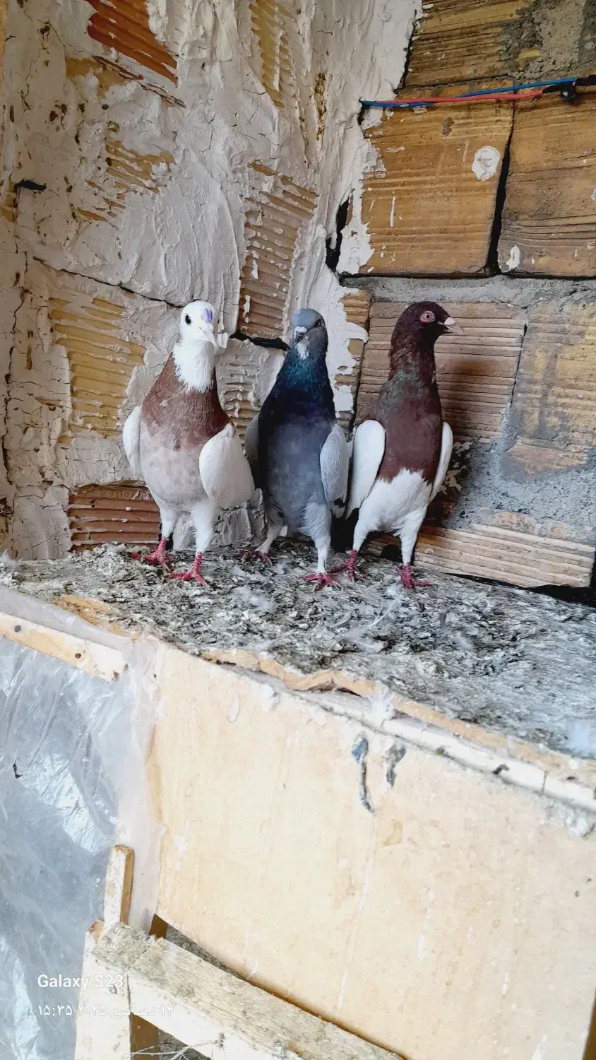 کبوتر|پرنده|کرمانشاه, |دیوار