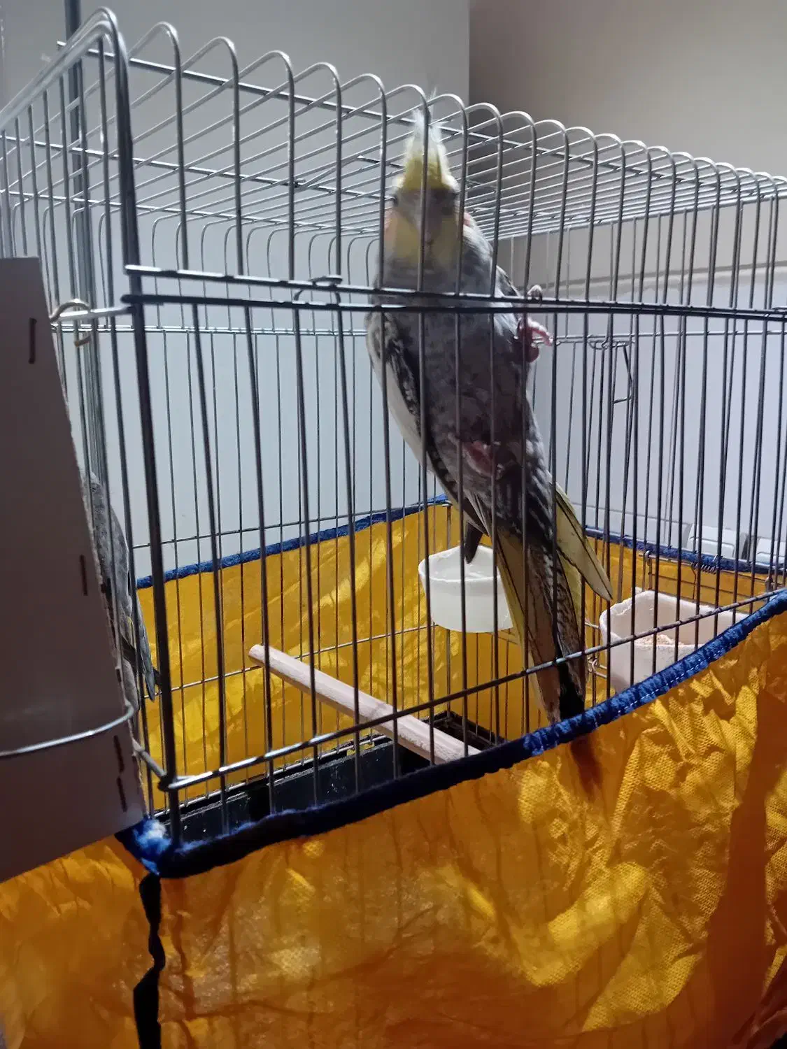 دو عدد عروس هلندی نر و ماده|پرنده|فردیس, شهرک ناز|دیوار