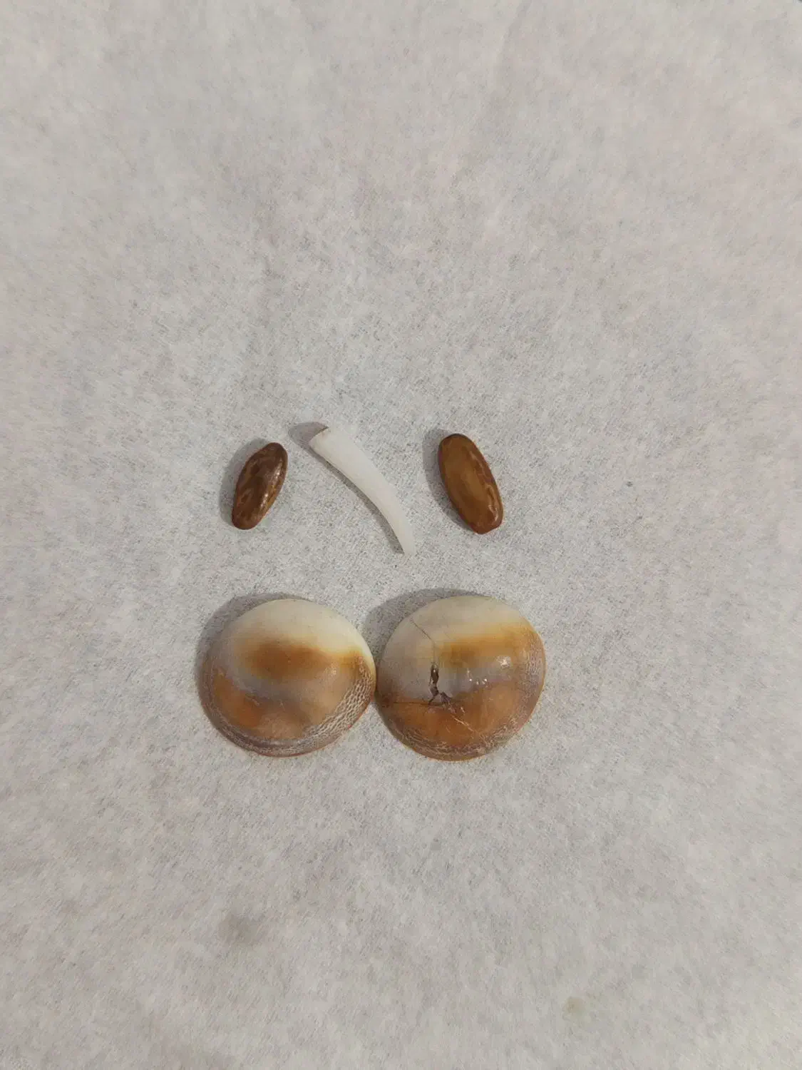 طلا|جواهرات|کوهدشت, |دیوار