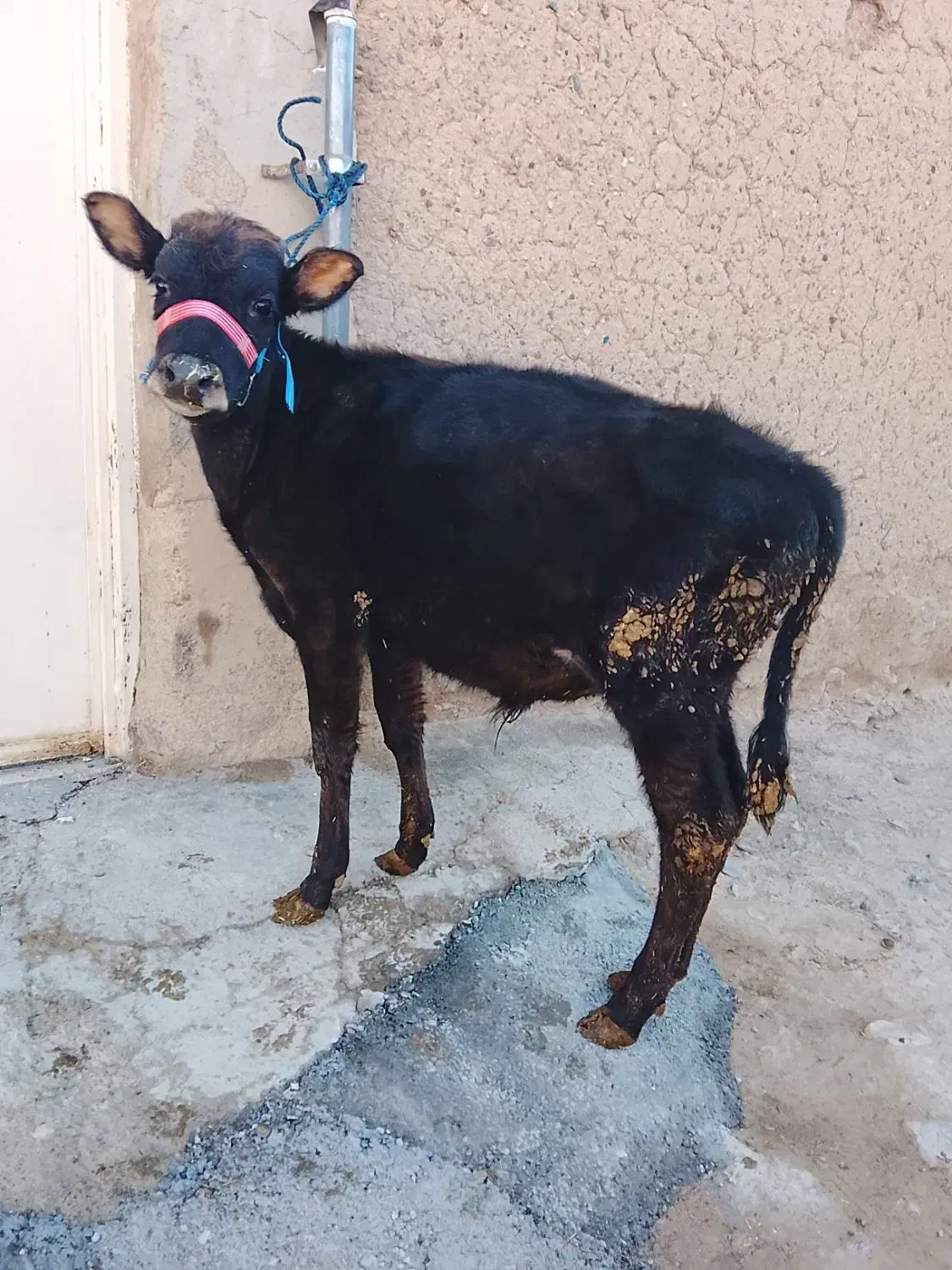 گاو|حیوانات مزرعه|کلیائی, |دیوار