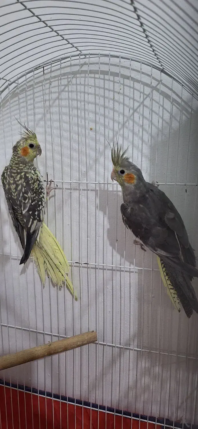 عروس هلندی|پرنده|رباط‌کریم, رباط‌کریم|دیوار