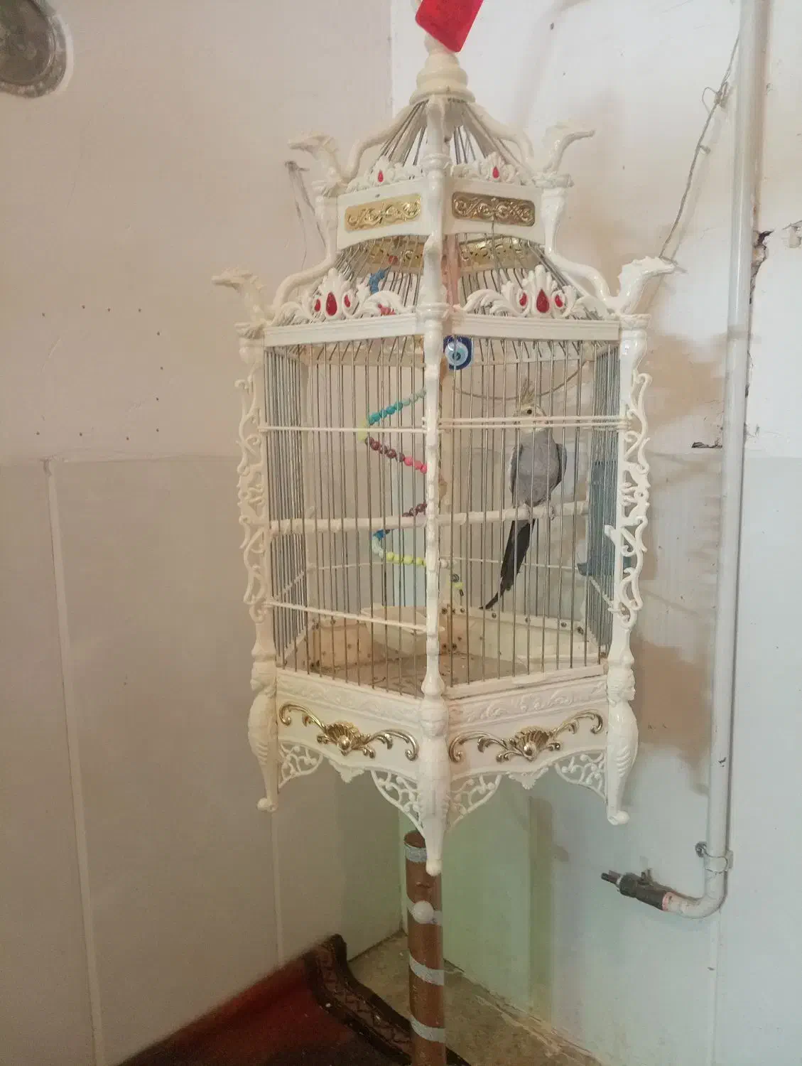 یک عروس خوش صدا و آواز خون|پرنده|میبد, |دیوار