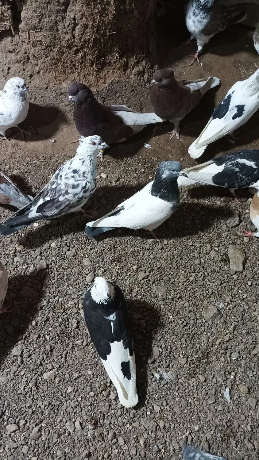 کفتر در آلوچه فولادلو|پرنده|هیر, |دیوار