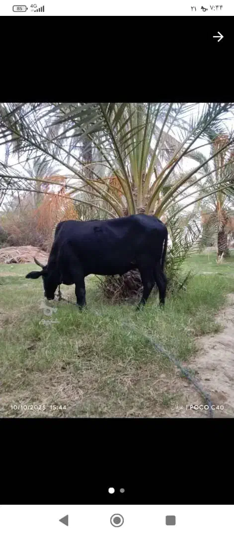 فروش.گاوآبستن|حیوانات مزرعه|مهرستان, |دیوار