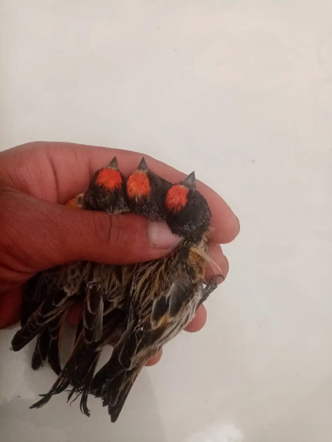 گلبسر قناری پرنده خوب|پرنده|شیراز, شهدای شهرک سعدی|دیوار