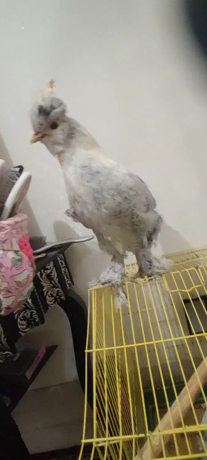 فروش خروس سلطان|حیوانات مزرعه|سمنان, |دیوار