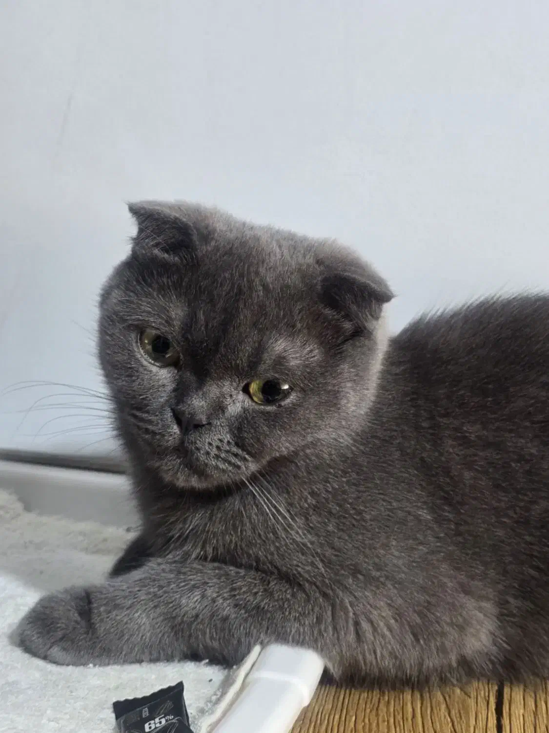 گربه اسکاتیش|گربه|شیراز, شهرک گلدشت حافظ‎|دیوار