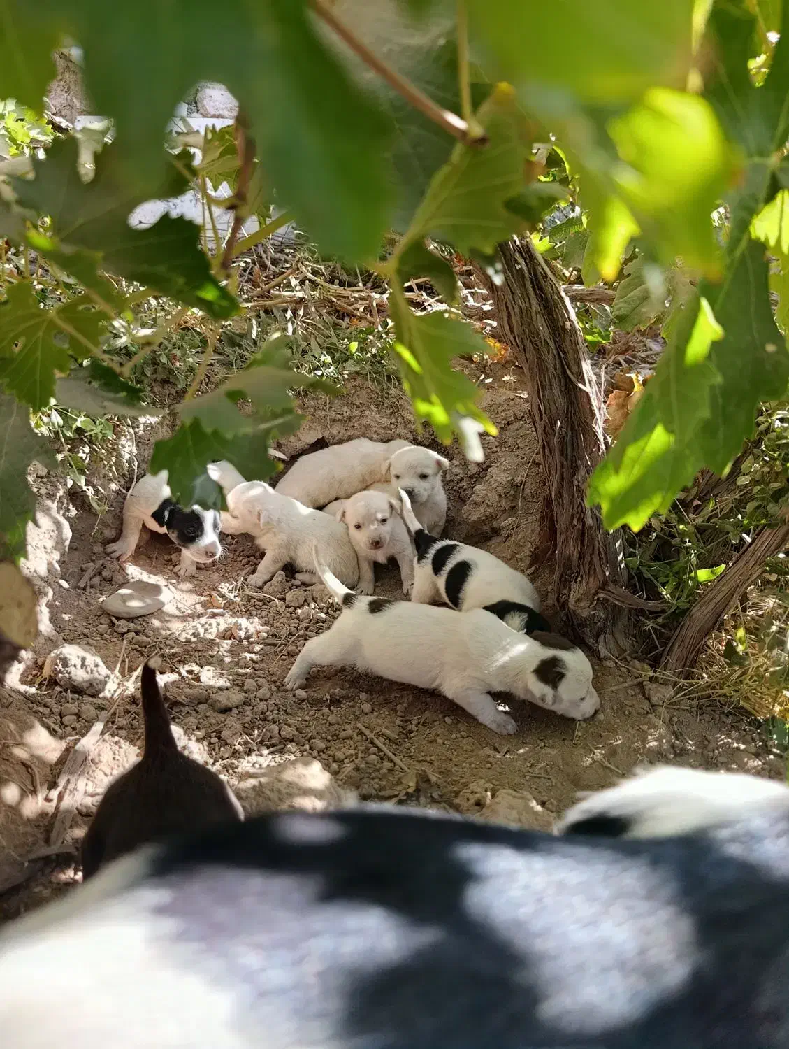 کوته سگ خارجی|سگ|گرمسار, |دیوار