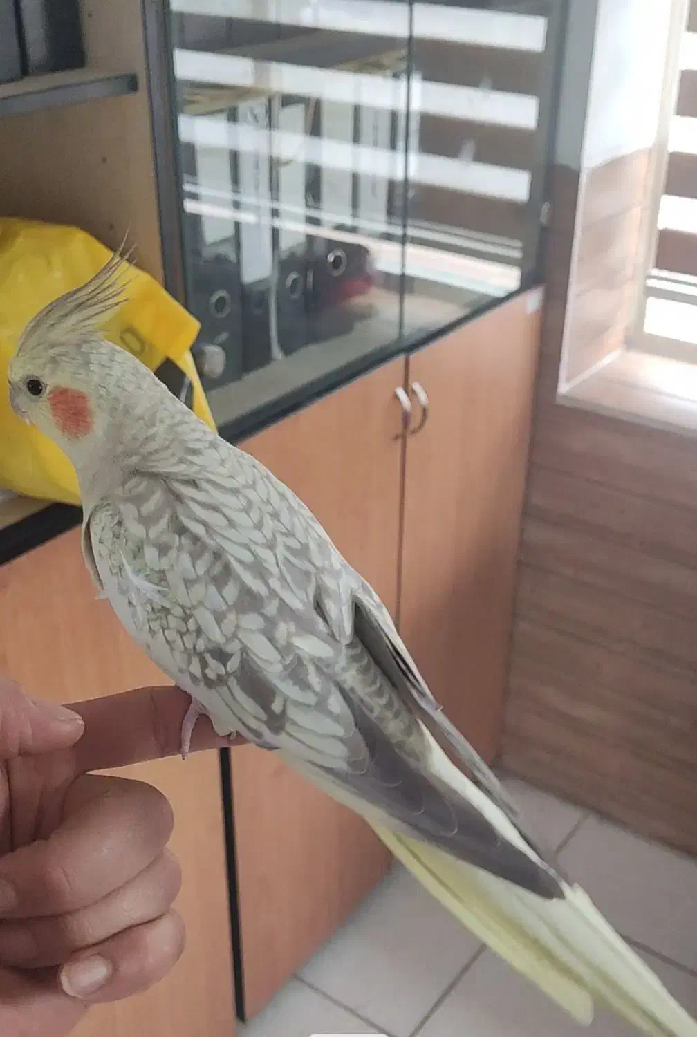 عروس هلندی ماده مرواریدی|پرنده|ری, اقدسیه|دیوار