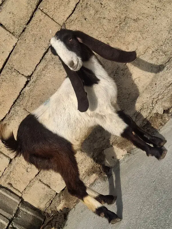 عربی گلابی اصل|حیوانات مزرعه|بیستون, |دیوار