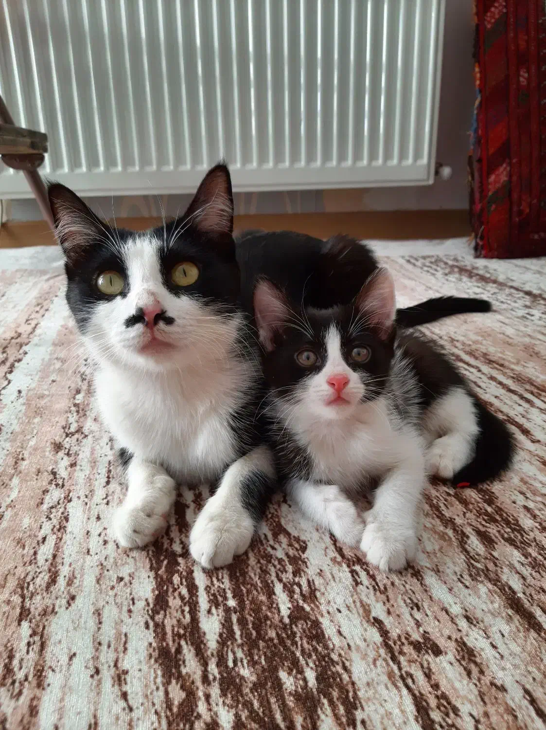 واگزاری رایگان|گربه|پرند, فاز ۵|دیوار