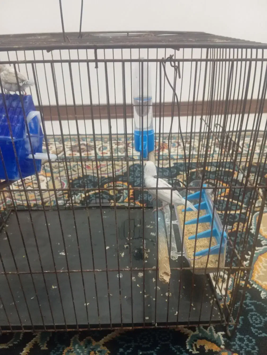 فنچ نروماده|پرنده|پاکدشت, شهرک امام رضا|دیوار