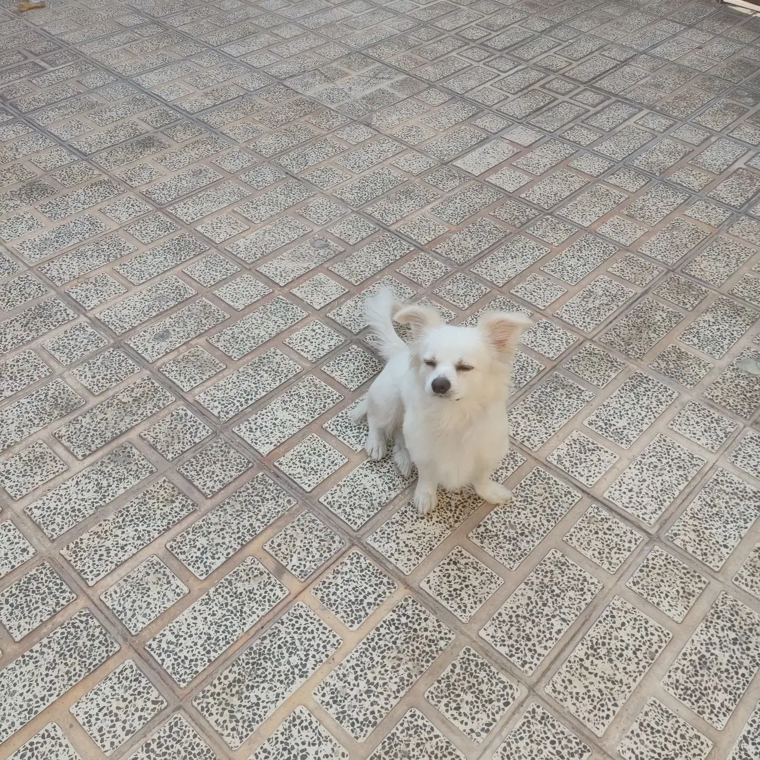 سگ پامرروباهی سفید فروش به علت مهاجرت|سگ|مرودشت, سهلآباد|دیوار