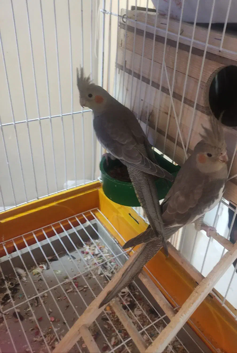 دو عدد عروس هلندی ماده شش ماهه|پرنده|شیراز, فاضل|دیوار