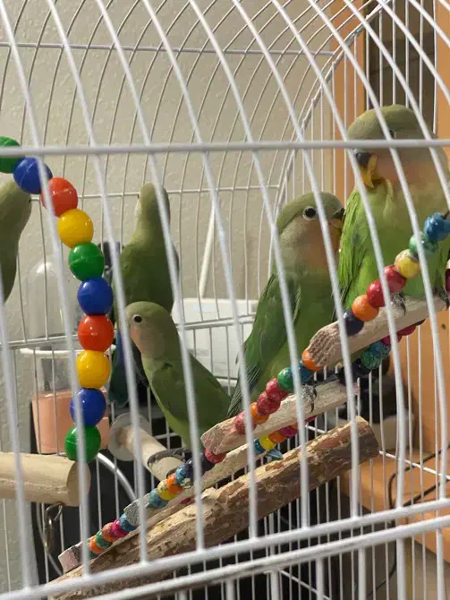 کوتوله بریزیلی|پرنده|شاهین‌شهر, خانه کارگر|دیوار