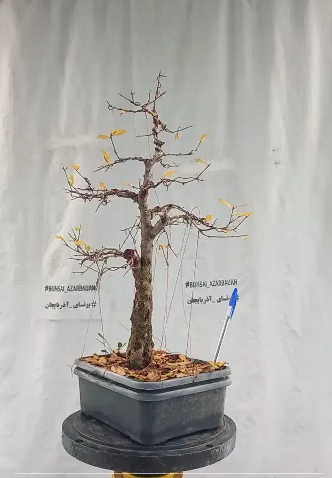 بونسای انار|گل و گیاه طبیعی|ری, حمزه‌آباد|دیوار