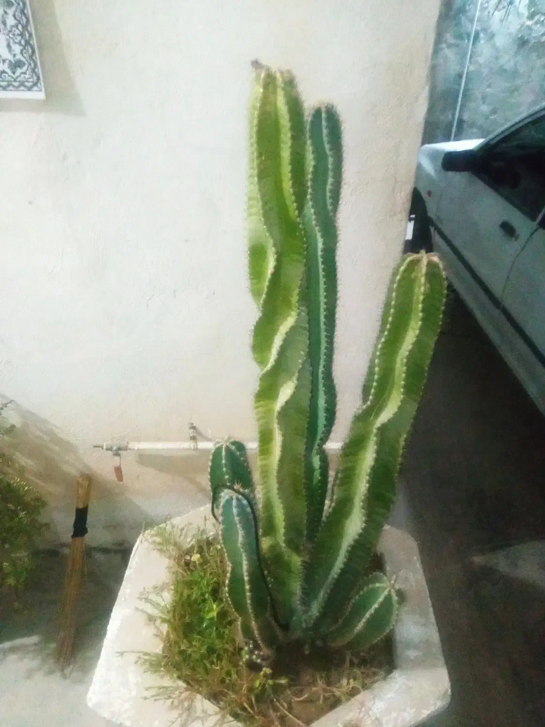 درخت کاکتوس|گل و گیاه طبیعی|وحدتیه, |دیوار