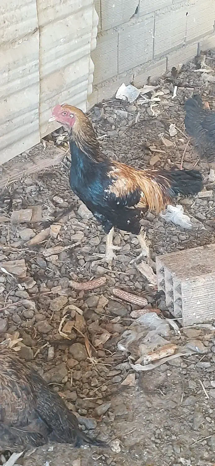 مرغ و خروس لاری و محلی|حیوانات مزرعه|بسطام, |دیوار