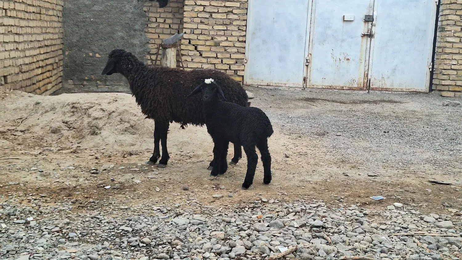 میش و بره|حیوانات مزرعه|رفسنجان, |دیوار