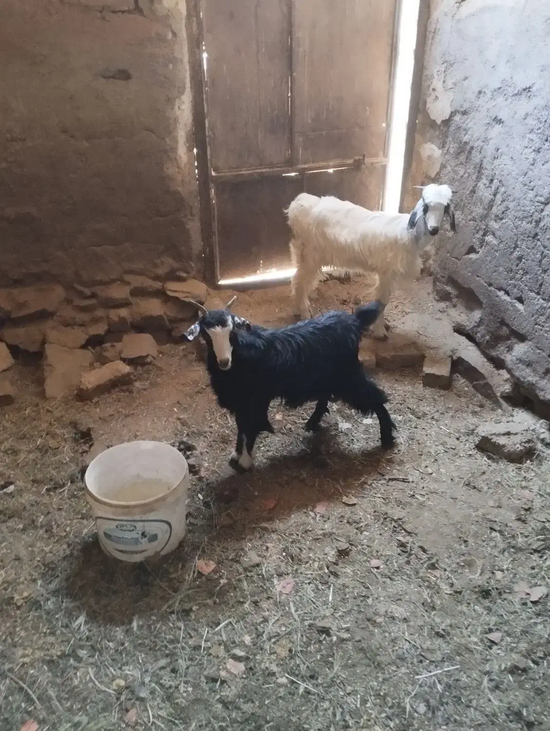 سه عدد بزغاله بومی|حیوانات مزرعه|خلجستان, |دیوار