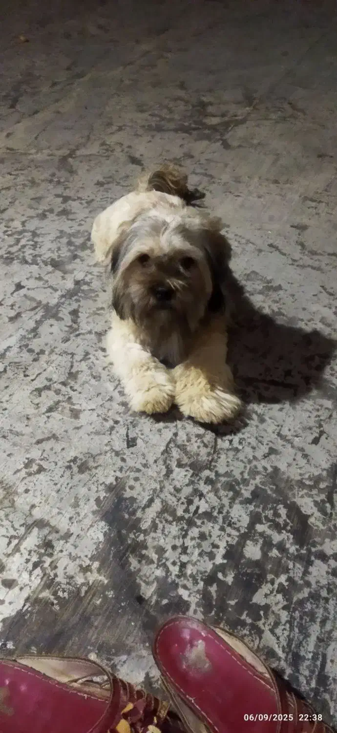 واگذاری سگ شیتزو|سگ|تبریز, |دیوار