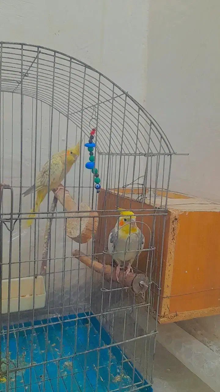 عروس هلندی|پرنده|بافق, |دیوار