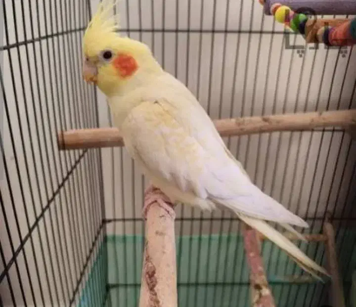 عروس هلندی|پرنده|ری, شهادت|دیوار