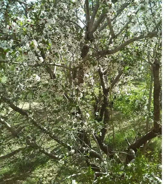 روستا پسندویه باغ با درختان ثمری و سهمیه آب|فروش زمین و ملک کلنگی|کوهبنان, |دیوار