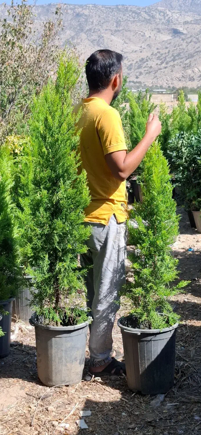 لاوسون طلایی|گل و گیاه طبیعی|شیراز, میرزاکوچک خان|دیوار