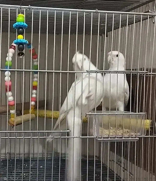 البینو مولد تضمینی|پرنده|ورامین, شهرک مدرس|دیوار