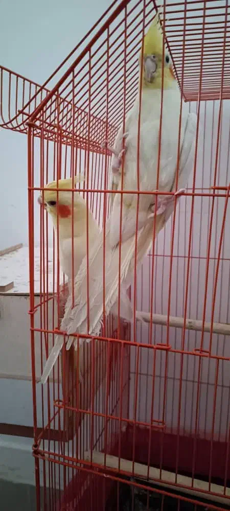 جفت عروس پاریس مولد معاوضه می‌شود|پرنده|اهواز, سپیدار|دیوار