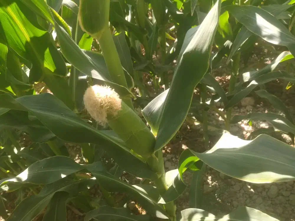 ذرت علوفه ای دانه دار|عمده‌فروشی|راهگان, |دیوار