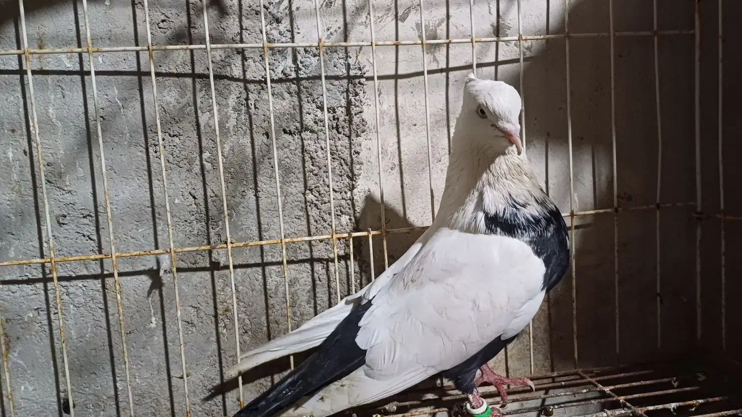 تعدادی کبوتر رنگی|پرنده|امیدیه, |دیوار