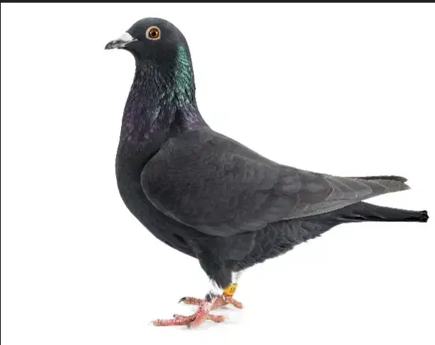 کبوترپلاکی سیاه (صابونی|پرنده|برازجان, |دیوار