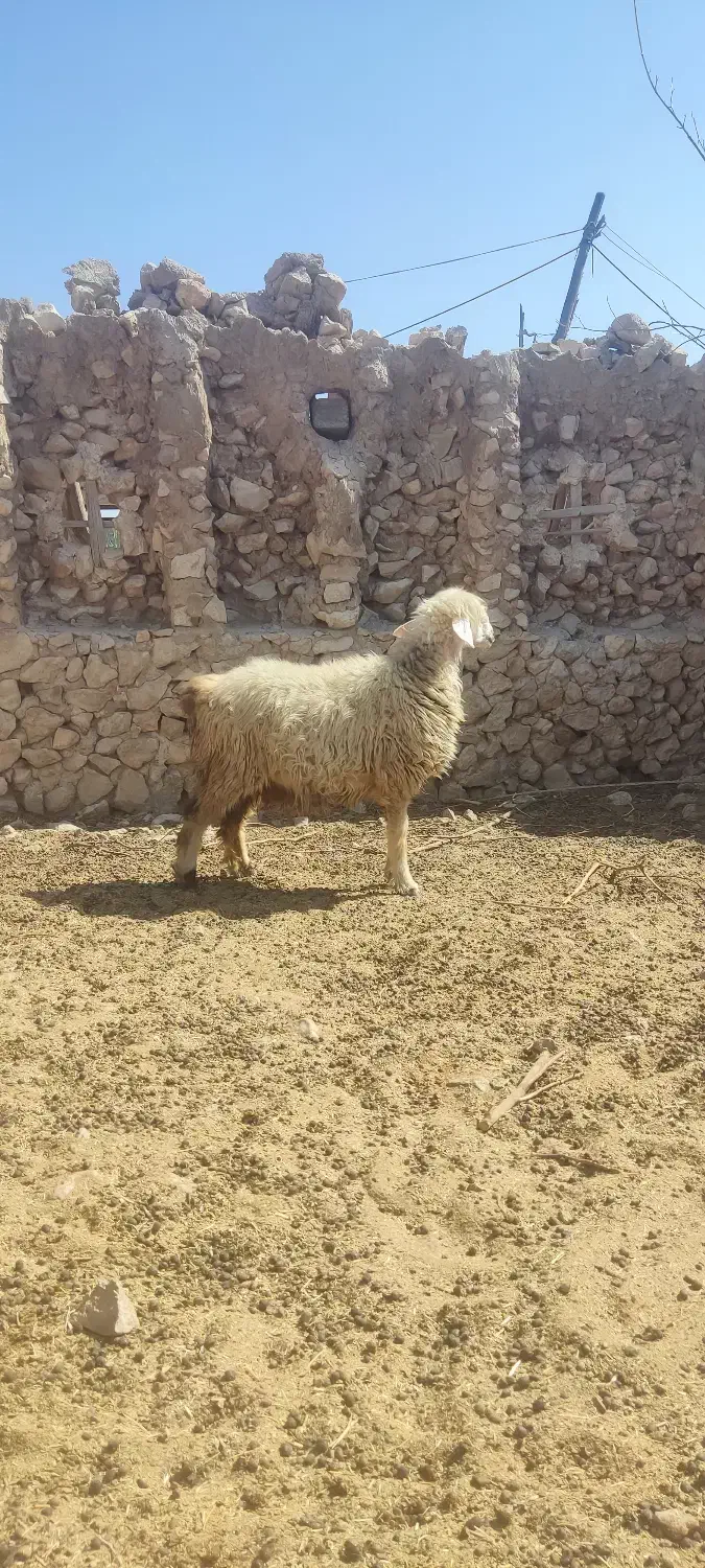 شیشک۲۵ و تیشتر۱۸|حیوانات مزرعه|ارم, |دیوار