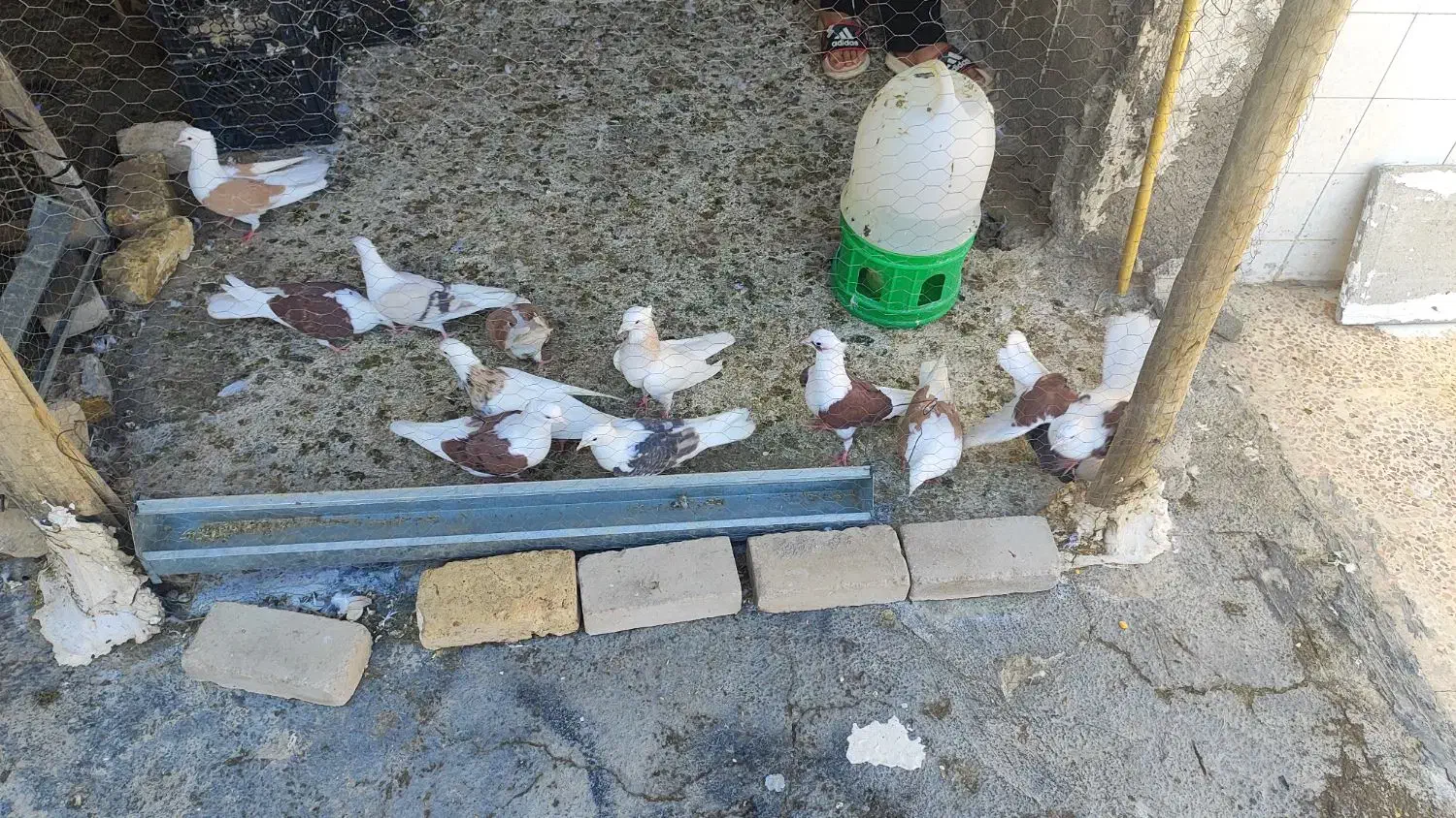 کبوتر|پرنده|دره شهر, |دیوار