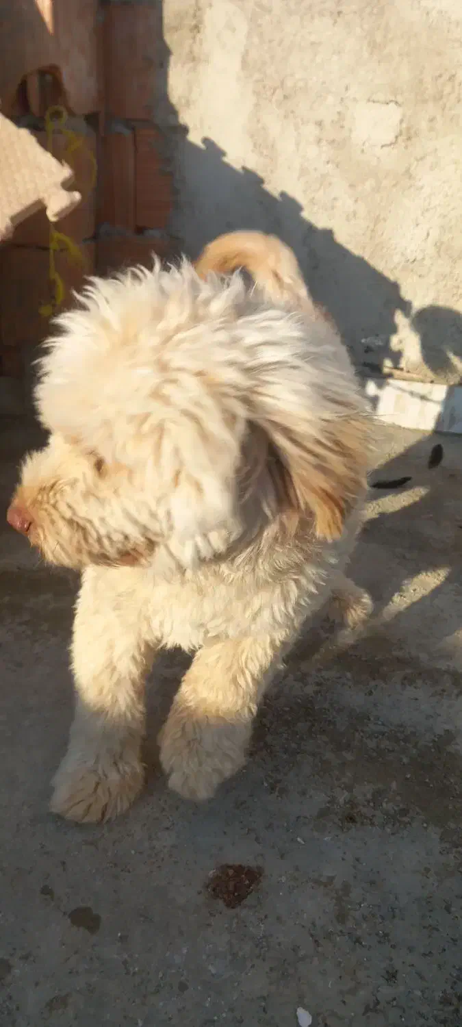 برفی شیتزو|سگ|گرگان, |دیوار