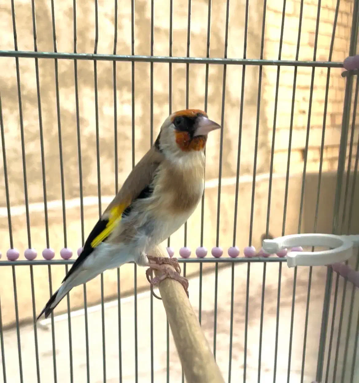 سهره گمشده|پرنده|قدس, شهرقدس|دیوار