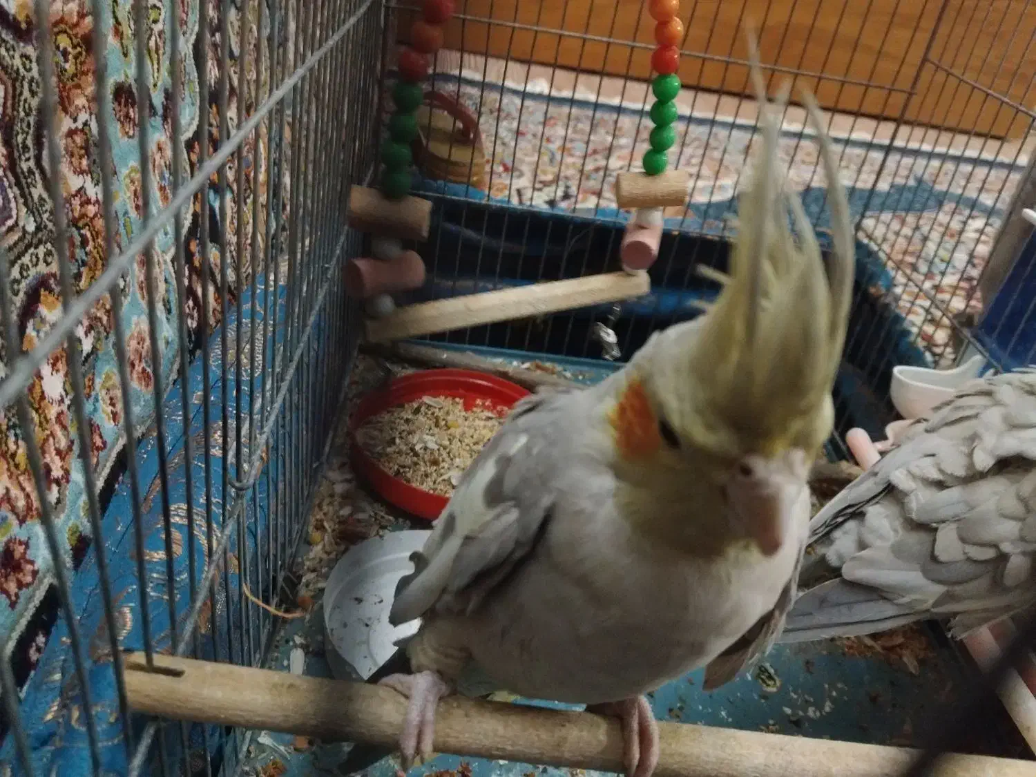 عروس هلندی|پرنده|قم, زنبیل آباد|دیوار