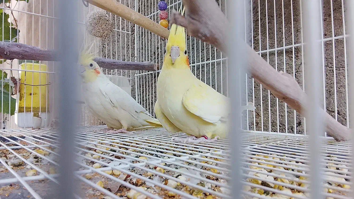 عروس هلندی|پرنده|خاش, |دیوار