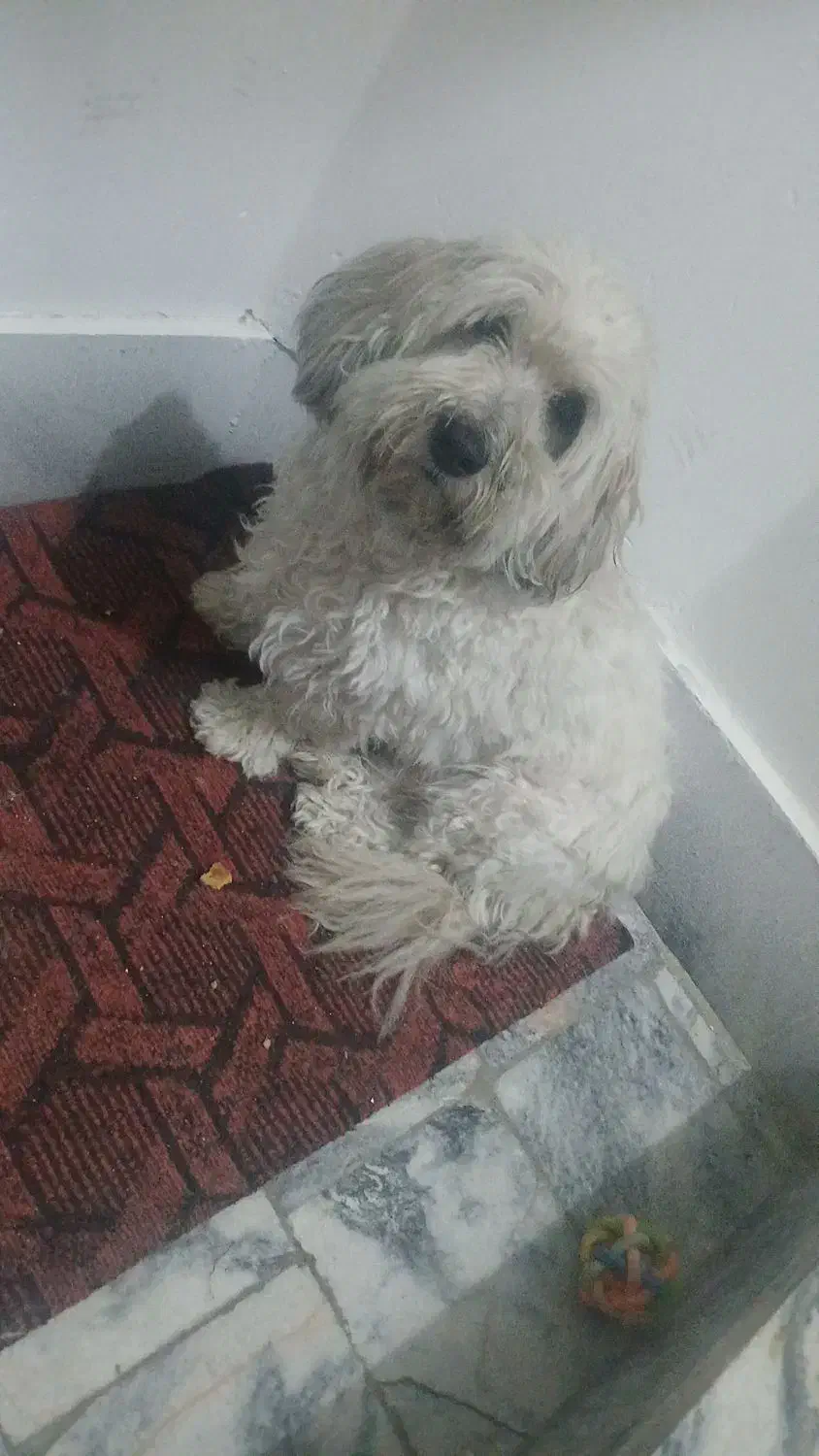 سگ اشپیز|سگ|مشهد, شهید قربانی|دیوار