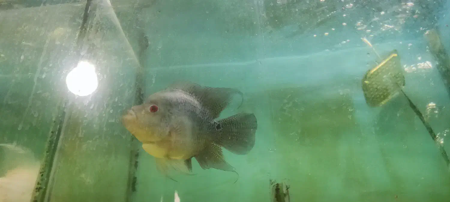 فلاور باکس|ماهی|پردیس, فاز ۱|دیوار